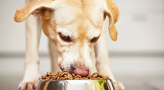 Pet food packaging