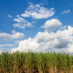 packaging made from bioplastics